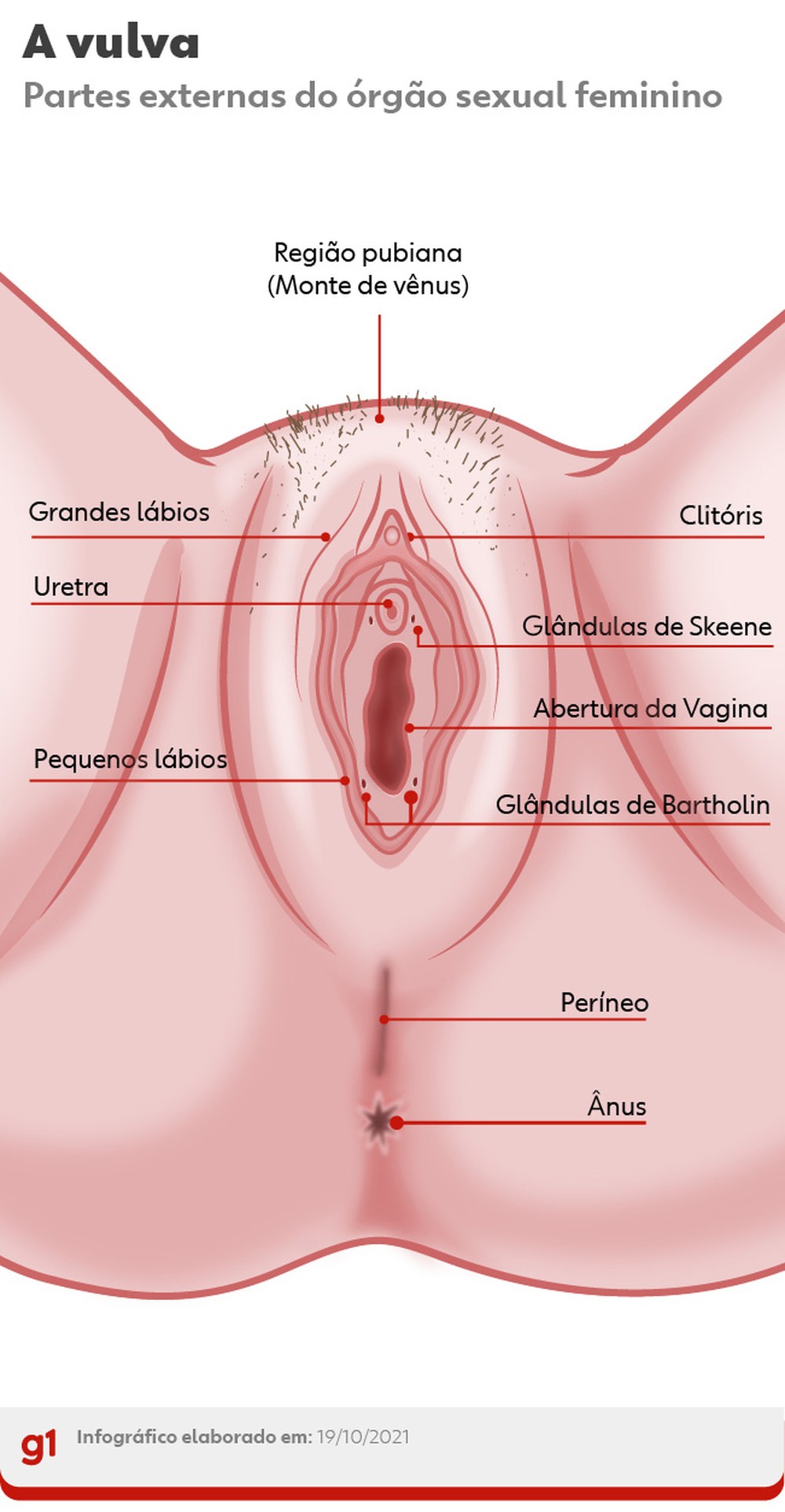 Anatomia da vulva com as glândulas de Skeene — Foto: Arte g1