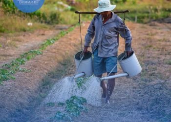 Tratamento para brucelose ganha nova opção terapêutica no SUS