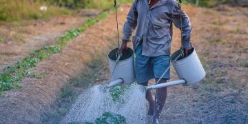 Tratamento para brucelose ganha nova opção terapêutica no SUS