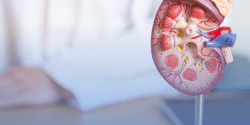 Pessoas com Lúpus precisam estar atentas à saúde dos rins