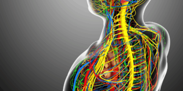 Prêmio Nobel de Medicina vai para pesquisas que mostraram como sistema imune se mantém em equilíbrio
