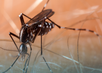 Brasil deve registrar 1,8 milhão de casos de dengue em 2026