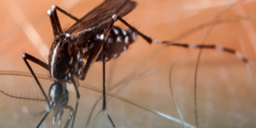 Brasil deve registrar 1,8 milhão de casos de dengue em 2026