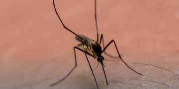 ANS e Ministério da Saúde promovem webinário sobre enfrentamento à dengue e chikungunya