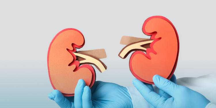 Doença renal crônica atinge milhões de brasileiros e pode começar ainda na infância