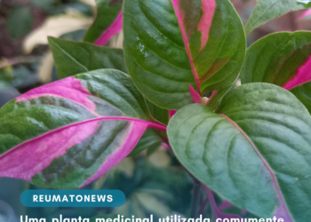 Uma planta medicinal utilizada comumente no Brasil demonstrou ser eficaz contra a artrite em pesquisas científicas