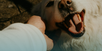 Ter um animal de estimação pode reduzir a percepção da dor física e emocional, segundo especialistas