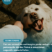Ter um animal de estimação pode reduzir a percepção da dor física e emocional, segundo especialistas